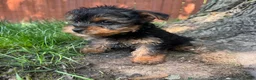 Yorkshire Terrier dogs for sale: Tiny  - Ad 3