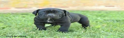 Cane Corso dogs for sale: Diamond - Ad 4