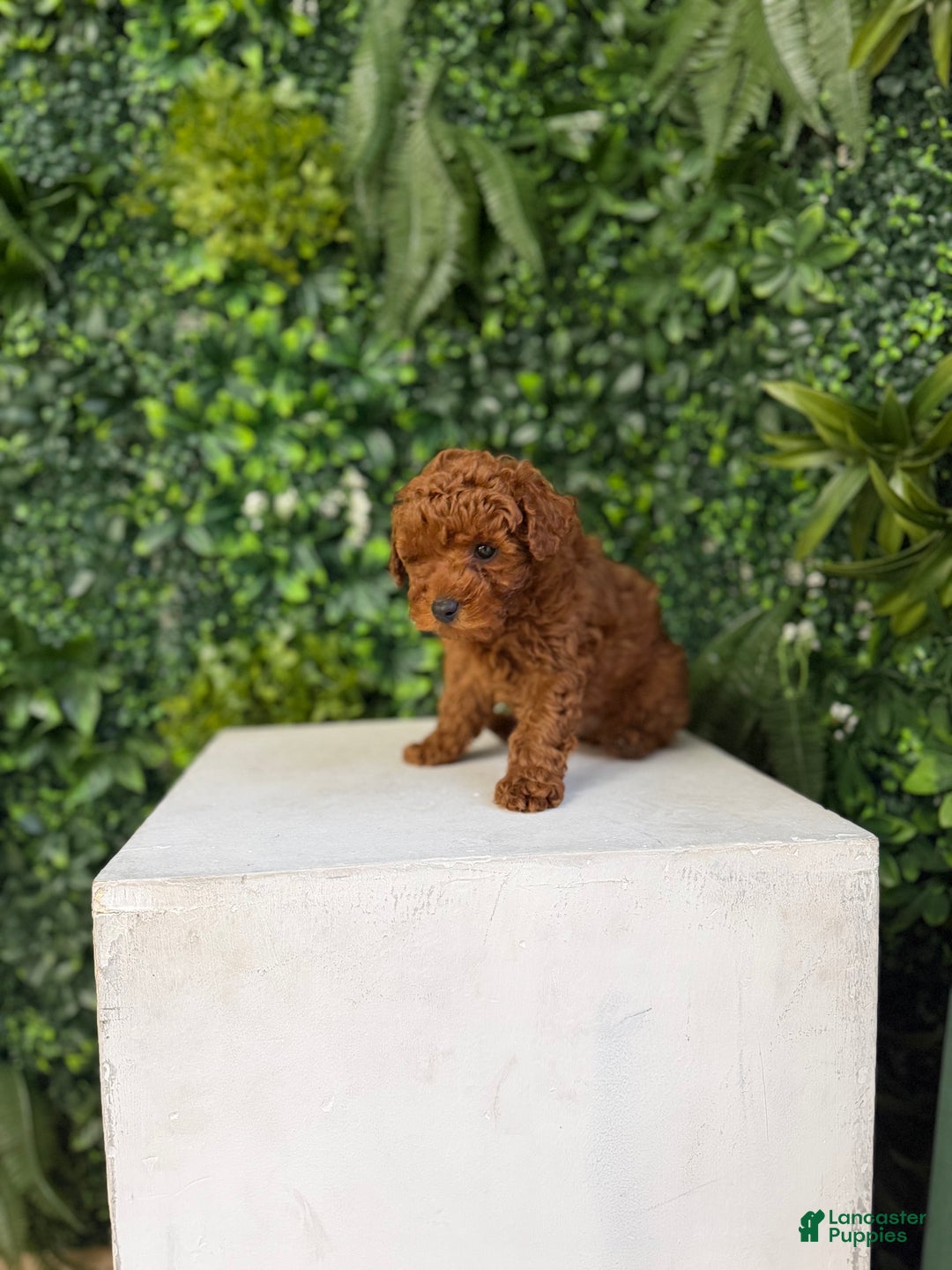 Toy Poodle dogs for sale: Mickey - Ad 3