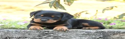 Doberman Pinscher dogs for sale: Buster - Ad 3