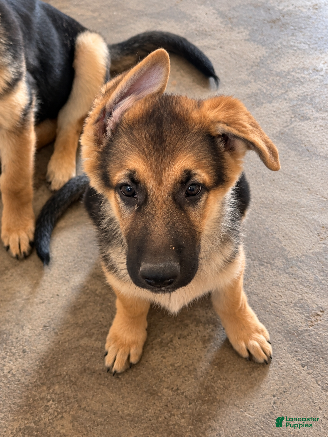 German Shepherd dogs Miley - Ad 37