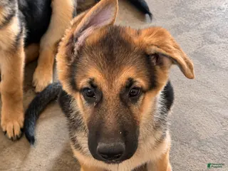 German Shepherd dogs Miley - Ad 37