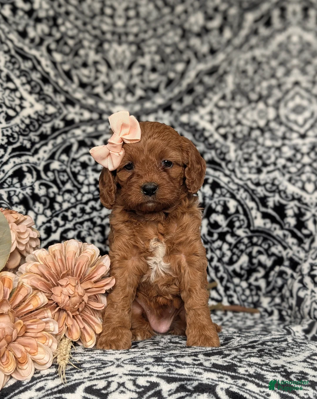 Cavapoo dogs for sale: Karah - Ad 2