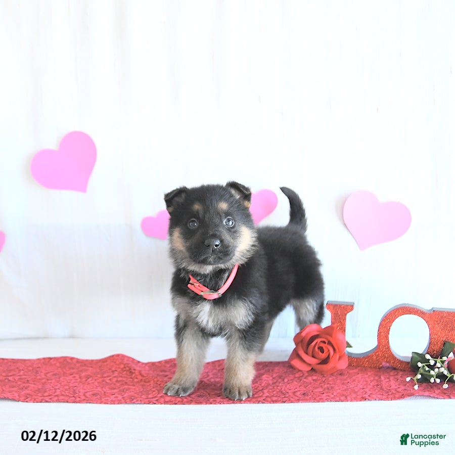 German Shepherd dogs Sadie - Ad 9