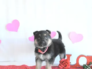 German Shepherd dogs Sadie - Ad 8