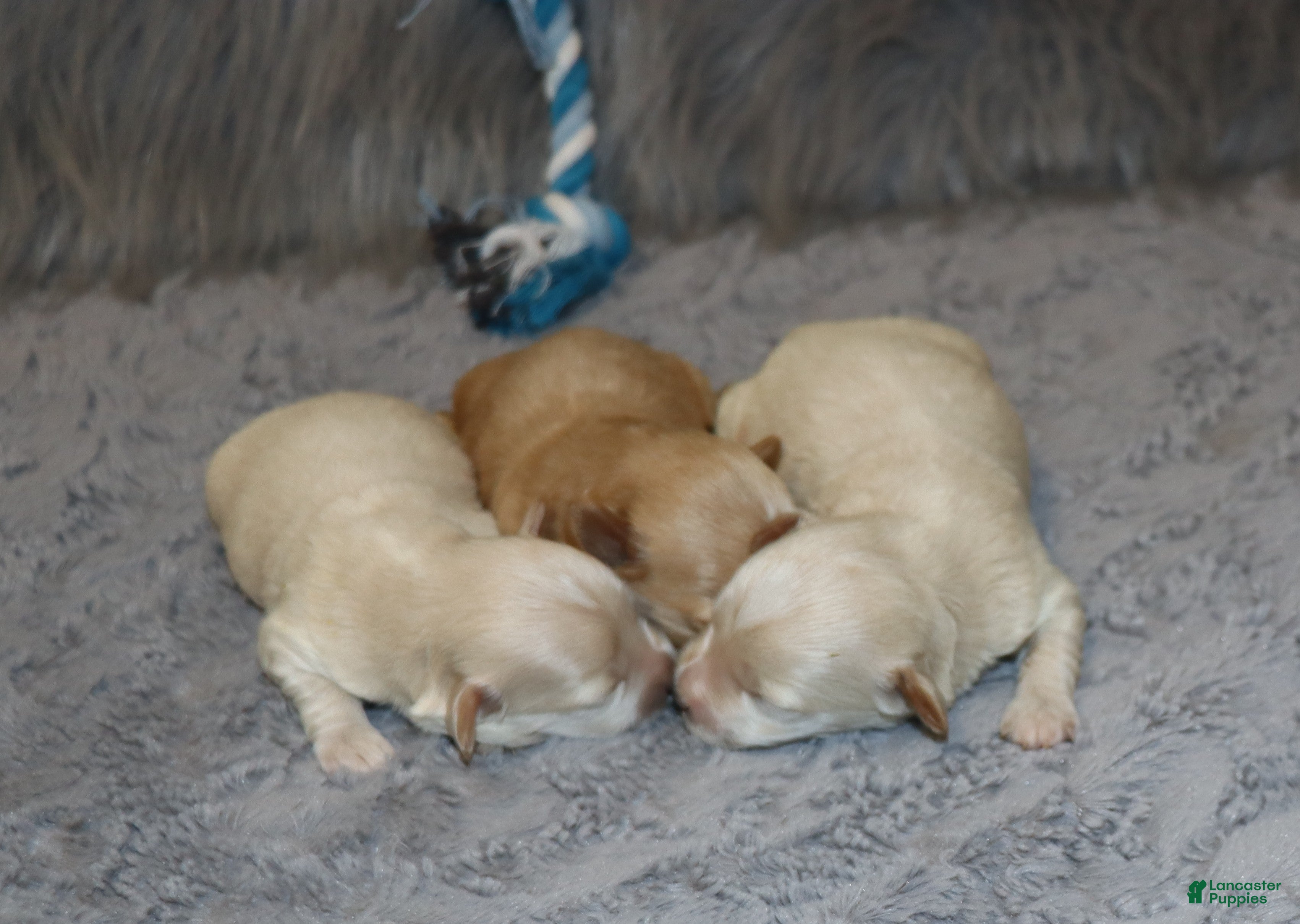 Havapoo dogs Parker 💙 Miniature - Ad 2