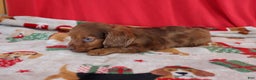 Miniature Dachshund dogs for sale: Andy - Ad 3