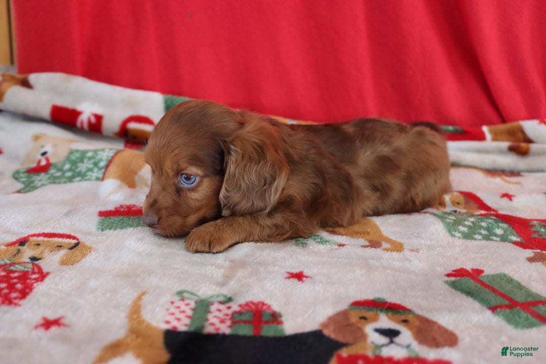 Miniature Dachshund dogs for sale: Andy - Ad 3
