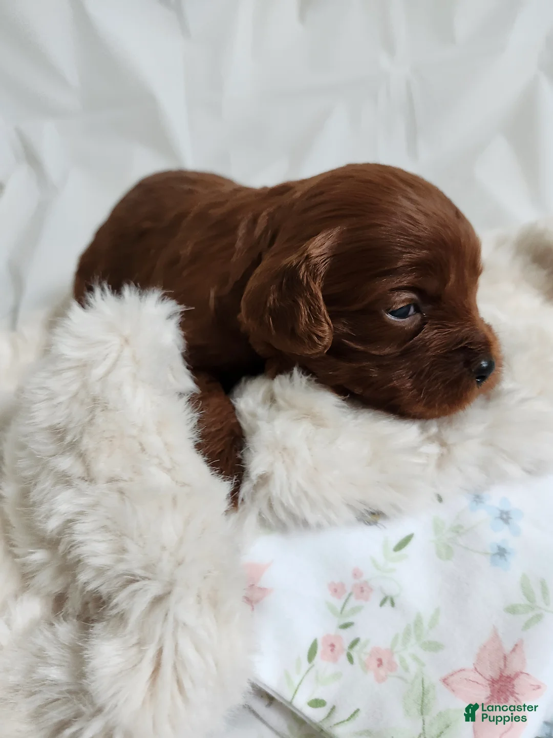 Cavapoo dogs for sale: Fern  - Ad 1