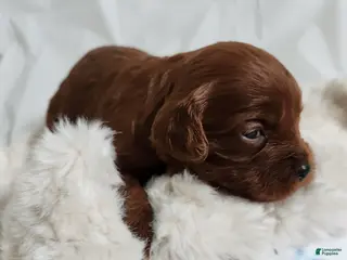 Cavapoo dogs for sale: Fern - Ad 3