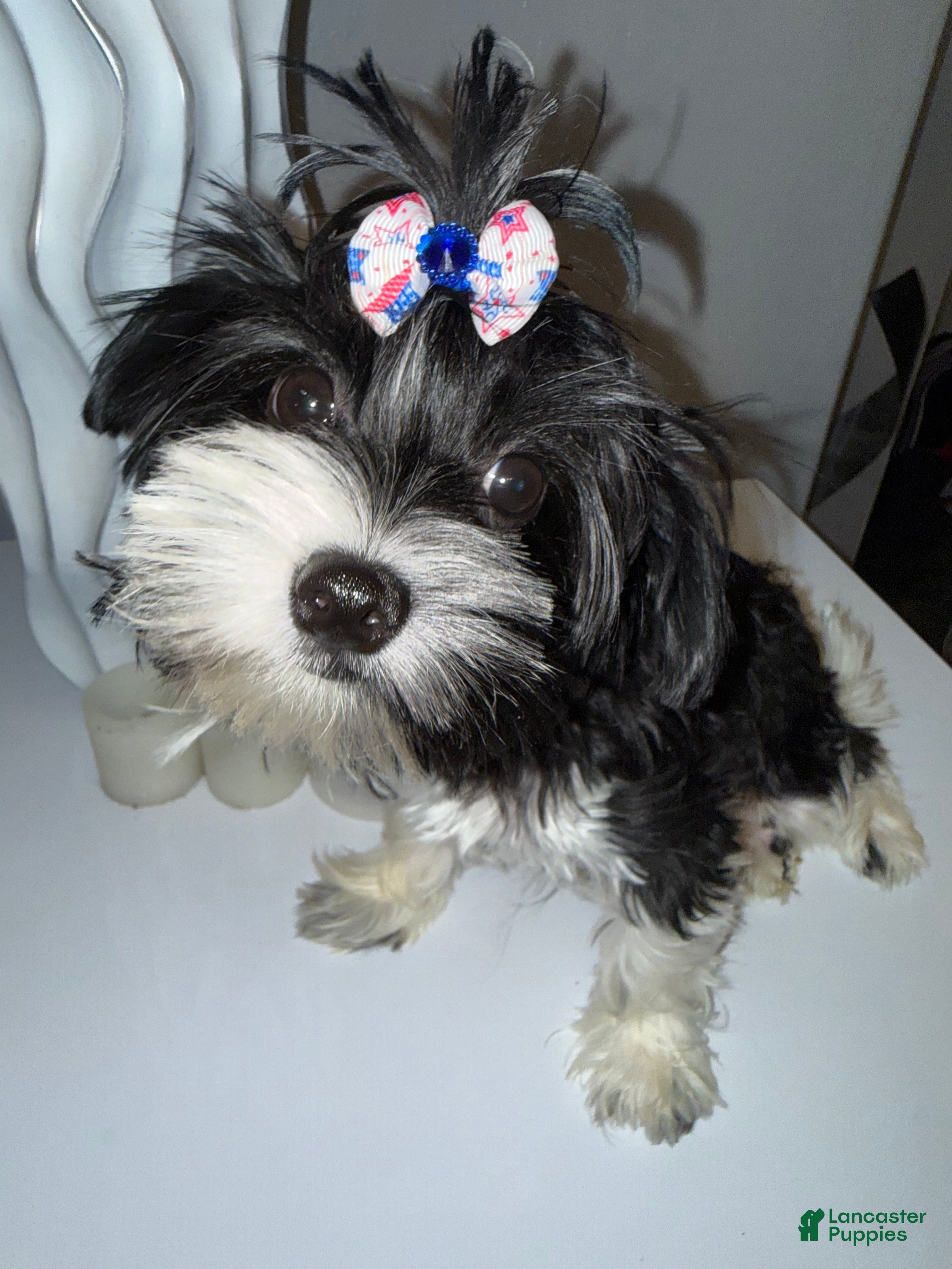 Yorkshire Terrier dogs for sale: Princess - Ad 3