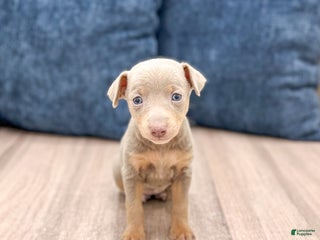 Miniature Pinscher dogs - Ad 6