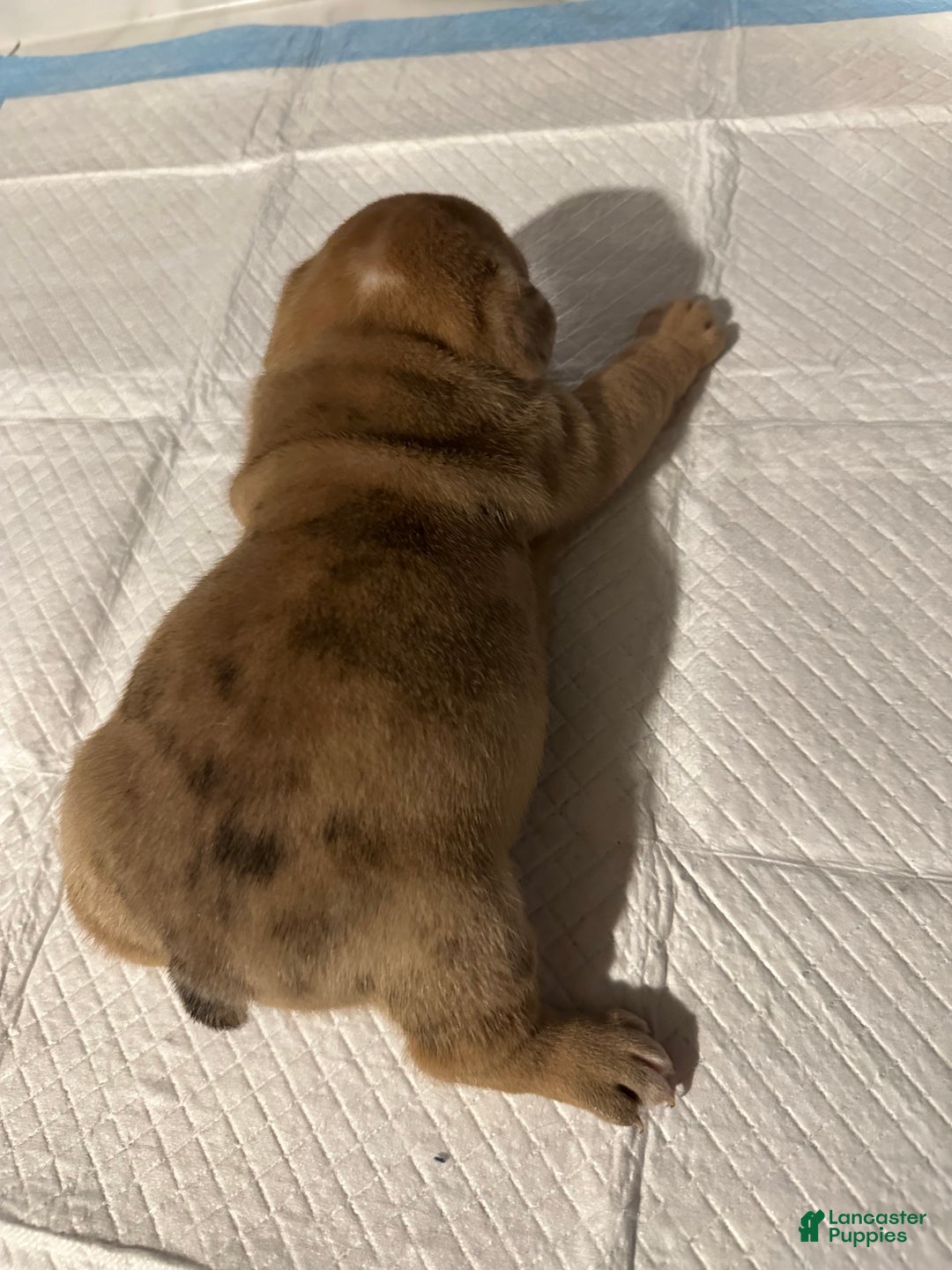 English Bulldog dogs for sale: Blue Fawn Merle Girl  - Ad 3