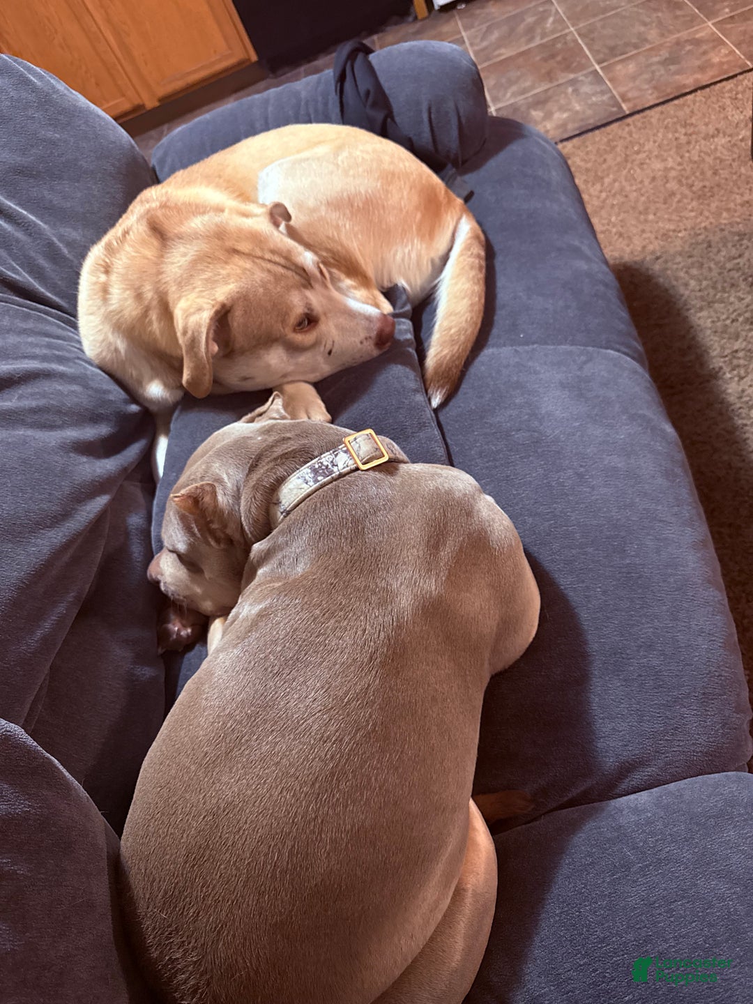 Mixed Breed dogs for sale: Mixed Breed Puppy 2 - Ad 3