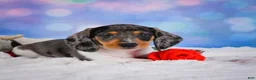 Miniature Dachshund dogs for sale: Prince - Ad 1