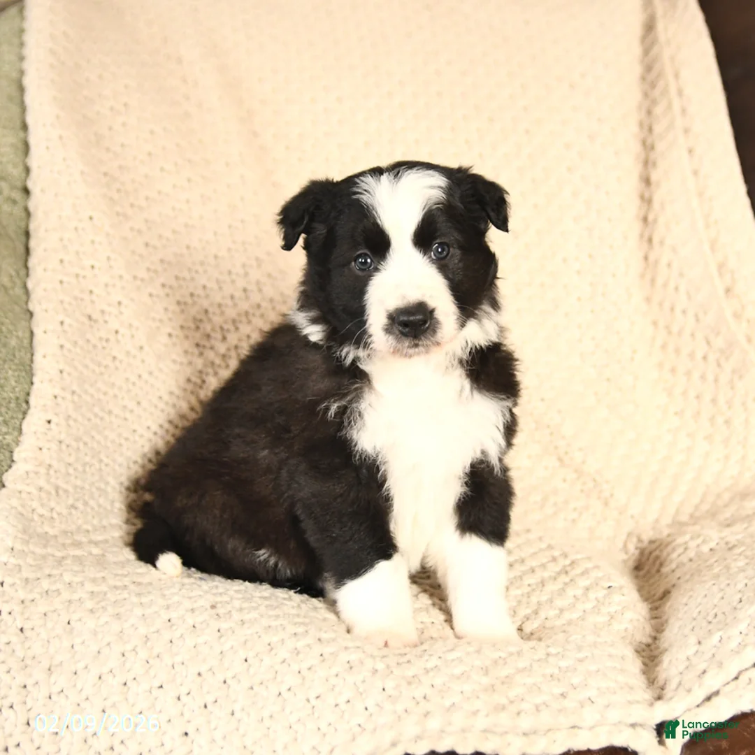 Mixed Breed dogs for sale: Magnolia - Ad 1