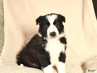 Mixed Breed dogs Magnolia - Ad 15