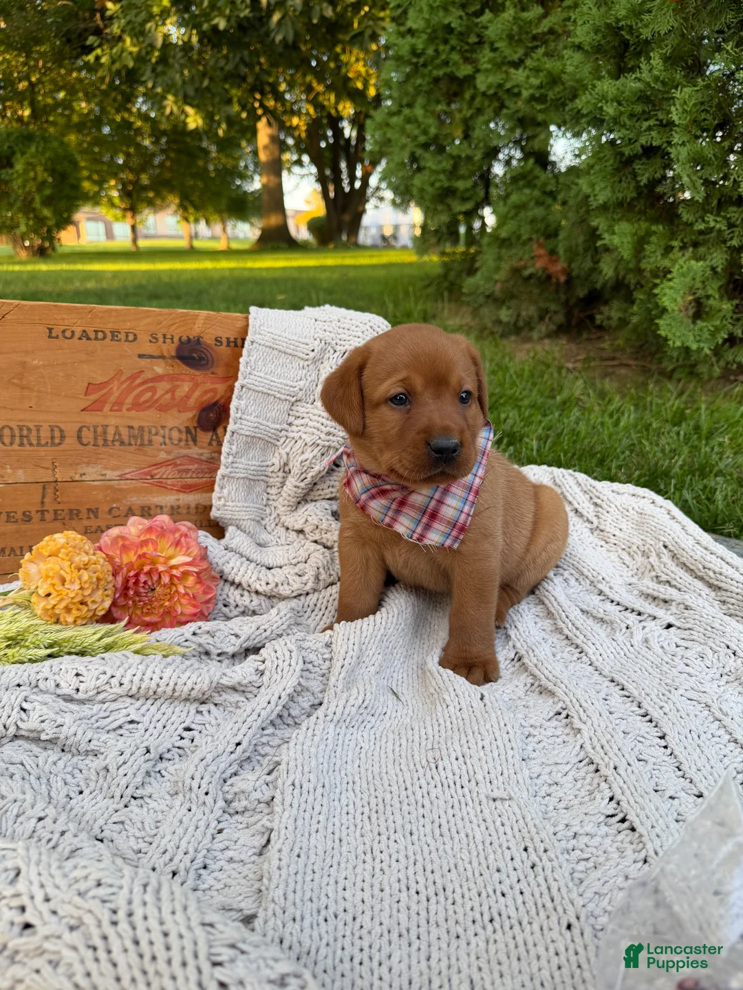 Labrador Retriever dogs for sale: Poppy - Ad 1