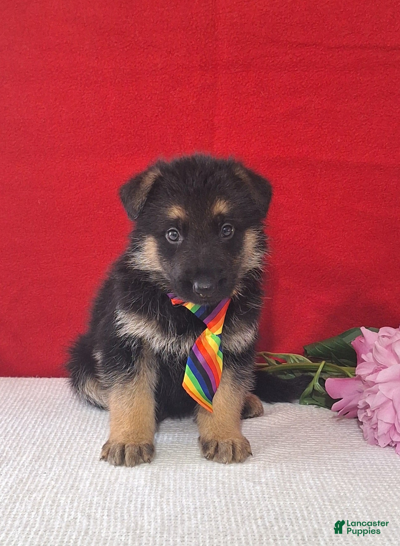 German Shepherd dogs Lincoln - Ad 2