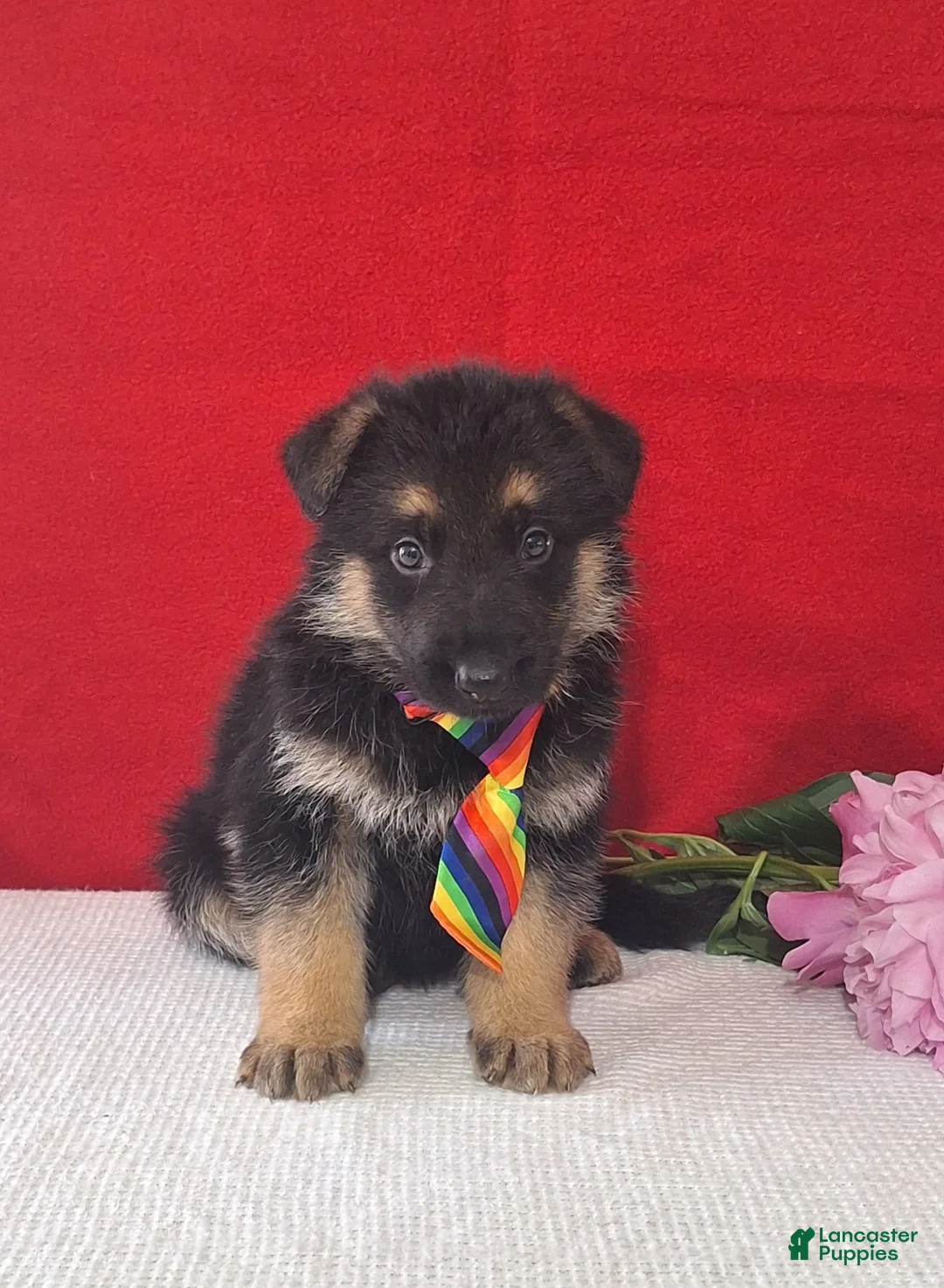 German Shepherd dogs for sale: Lincoln - Ad 2