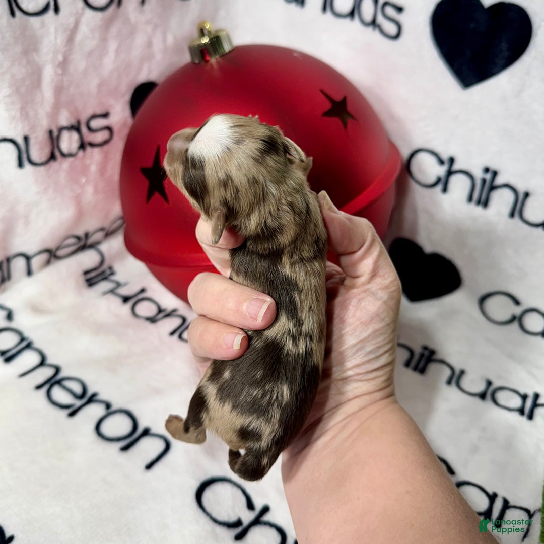 Chihuahua dogs for sale: Super Tiny Phoenix LC - Ad 4