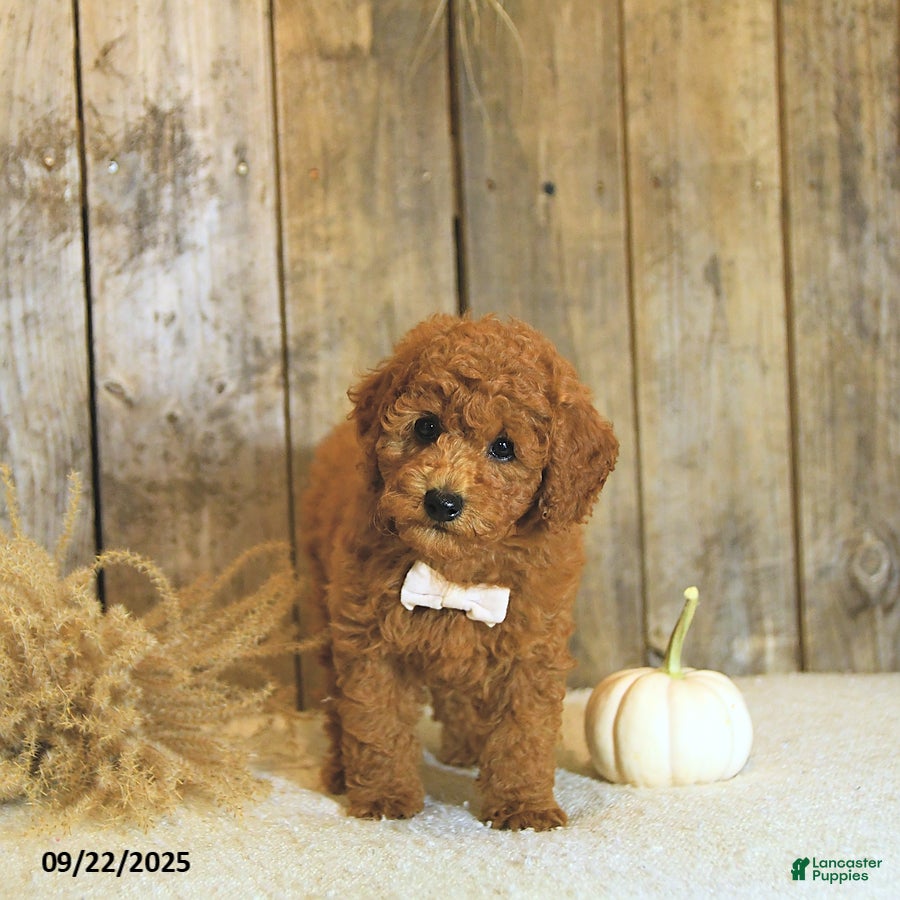 Toy Poodle dogs Robbi GENETIC TESTED - Ad 10