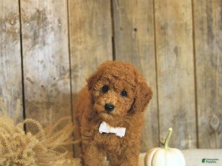 Toy Poodle dogs for sale: Robbi GENETIC TESTED - Ad 2