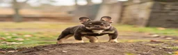French Bulldog dogs for sale: SHE - Ad 1
