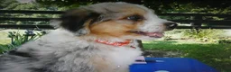 Mini Aussiedoodle dogs for sale: Mini Aussiedoodle 7 Marble - Ad 4