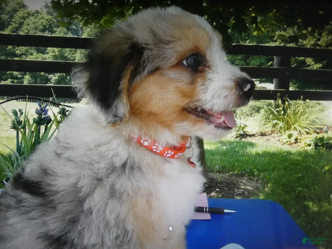 Mini Aussiedoodle dogs for sale: Mini Aussiedoodle 7 Marble - Ad 4