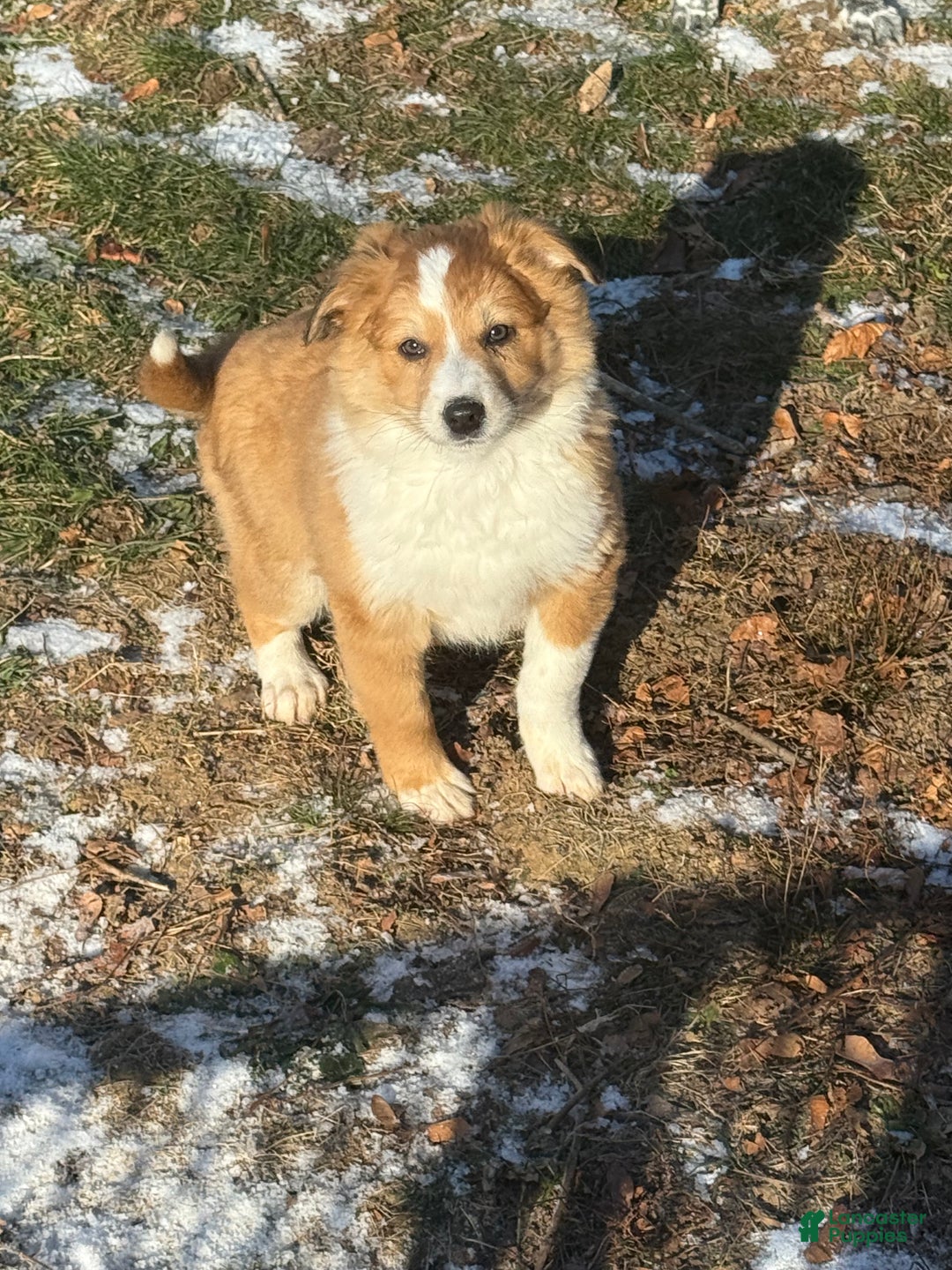 Mixed Breed dogs for sale: Mixed Breed Puppy 2 - Ad 1