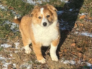 Mixed Breed dogs Mixed Breed Puppy 2 - Ad 31