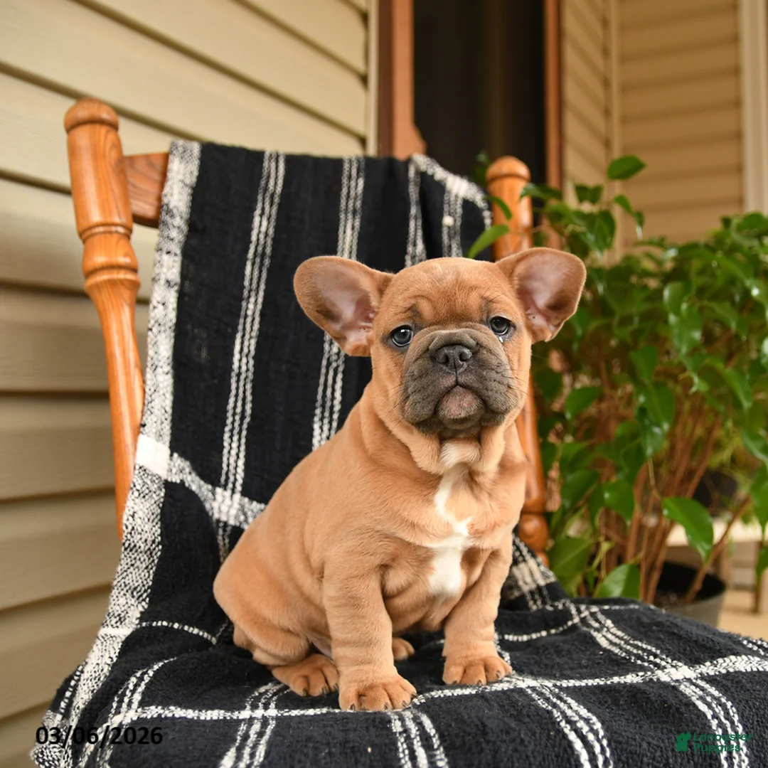 French Bulldog dogs for sale: Eeyore - Ad 2