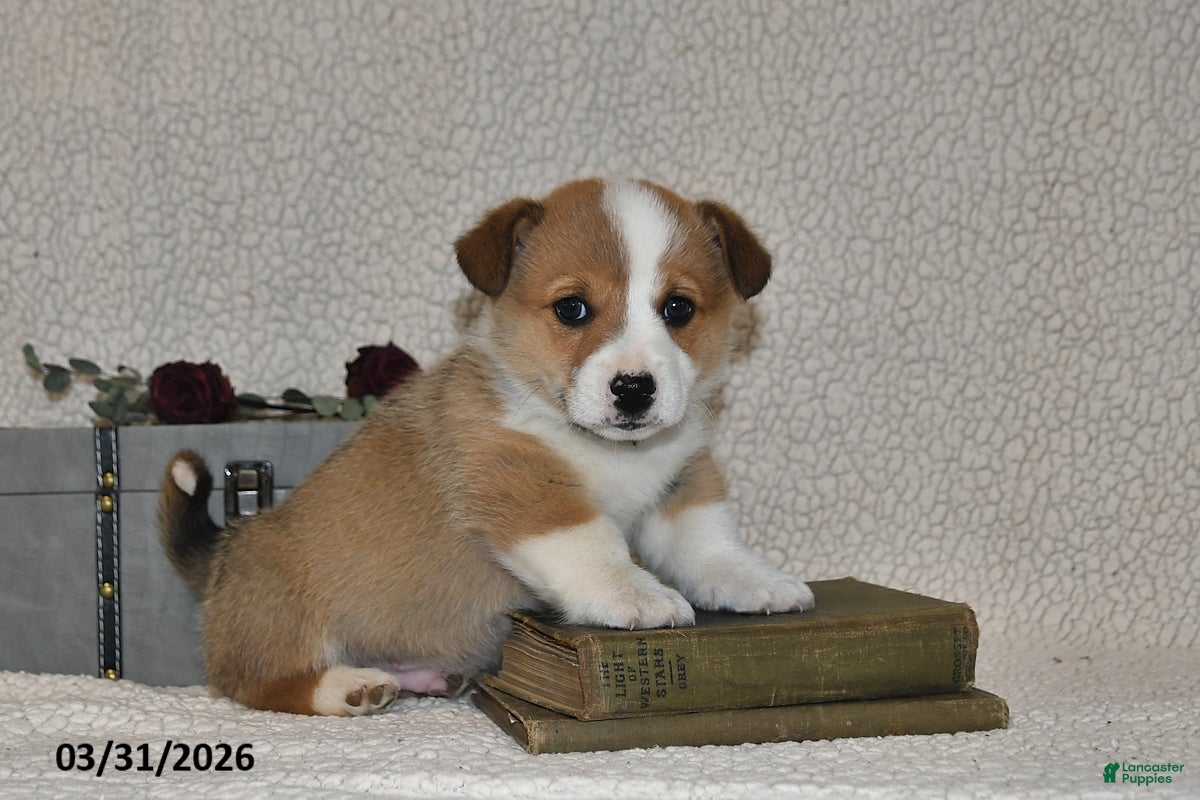 Welsh Corgi Pembroke dogs Hans - Ad 1