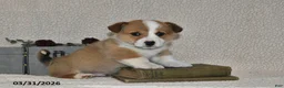 Welsh Corgi Pembroke dogs for sale: Hans - Ad 1