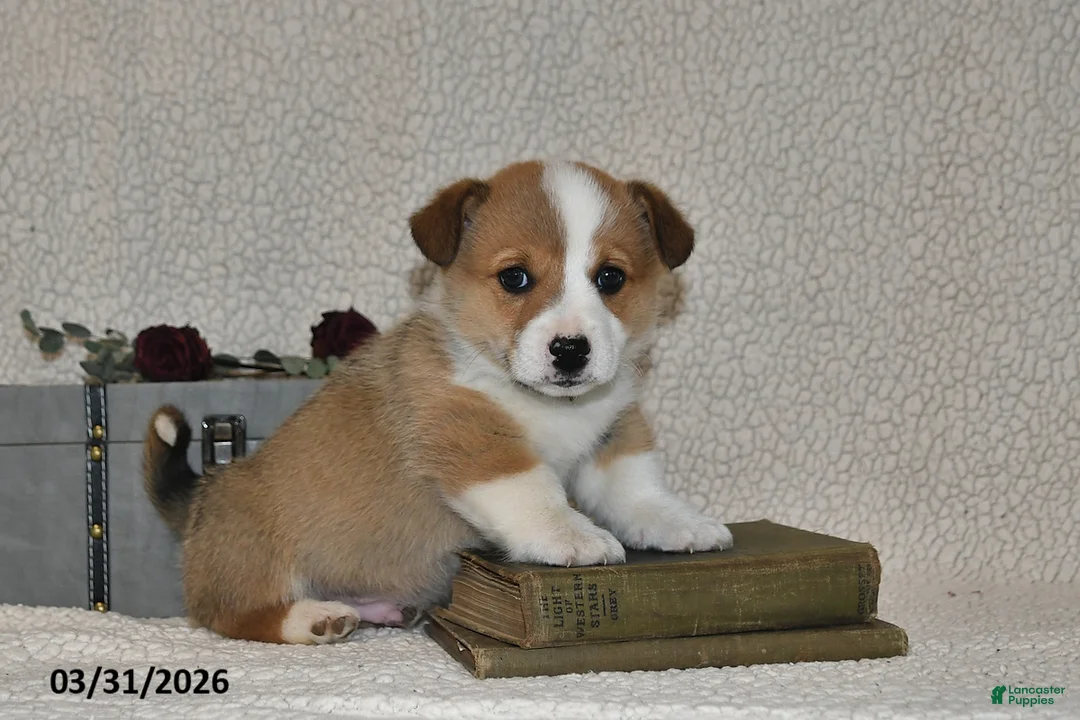 Welsh Corgi Pembroke dogs for sale: Hans - Ad 1