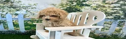 Maltipoo dogs for sale: Noah - Ad 4