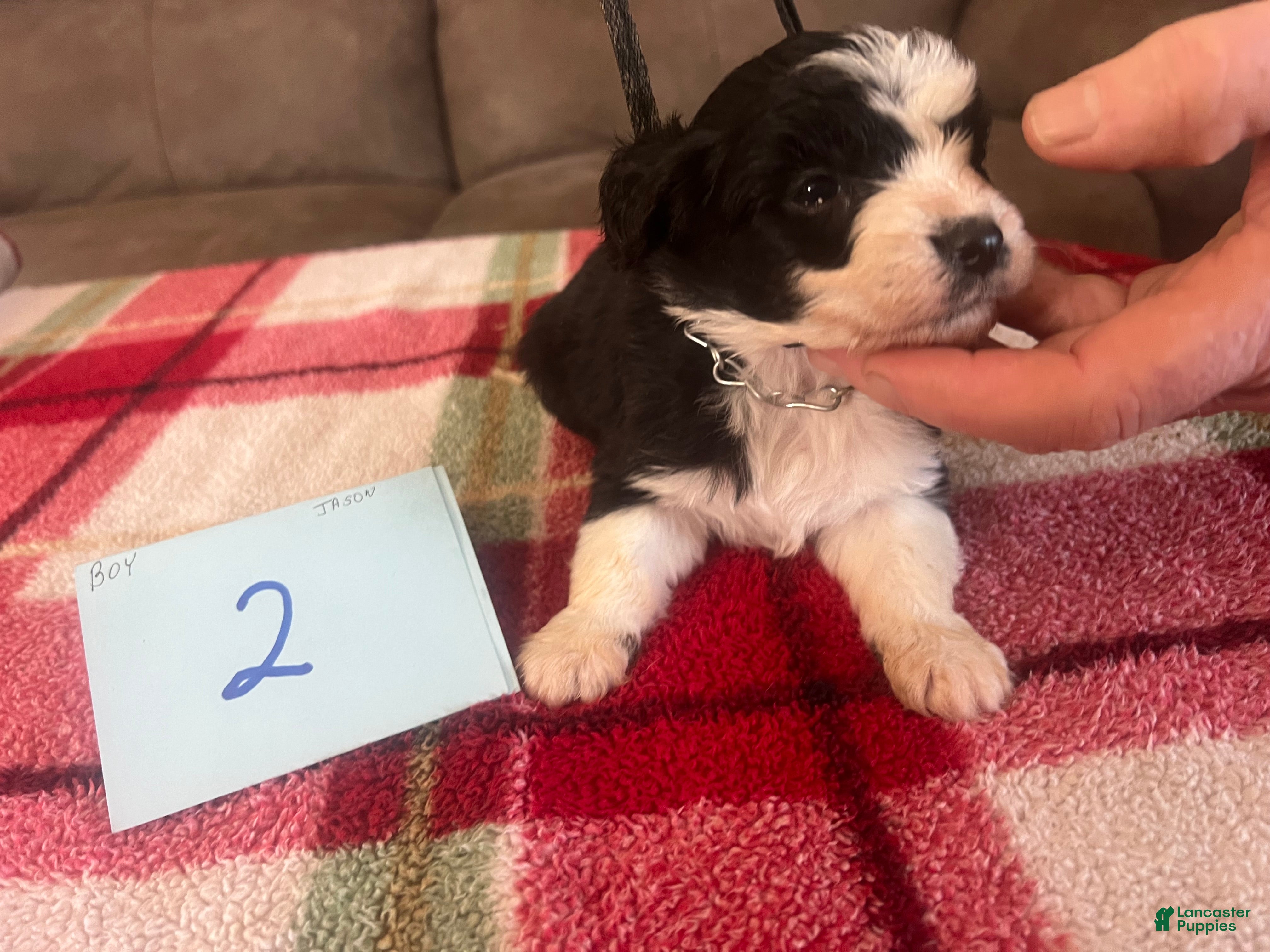 Mini Aussiedoodle dogs Jackpot. - Ad 4