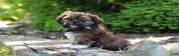 Shih Tzu dogs for sale: Theo - Ad 9