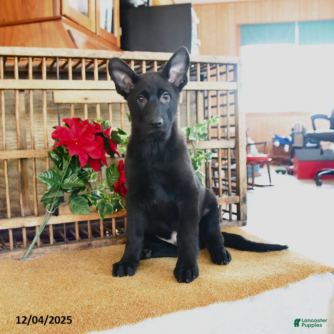 Mixed Breed dogs for sale: Owen - Ad 4