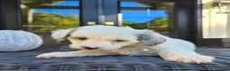 Mini Goldendoodle dogs for sale: Remi - Ad 5