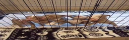 American Bully dogs for sale: American Bully 3 - Ad 9