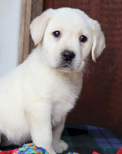 Labrador Retriever dogs Ginger - Champ line - Ad 2