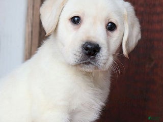 Labrador Retriever dogs Ginger - Champ line - Ad 38