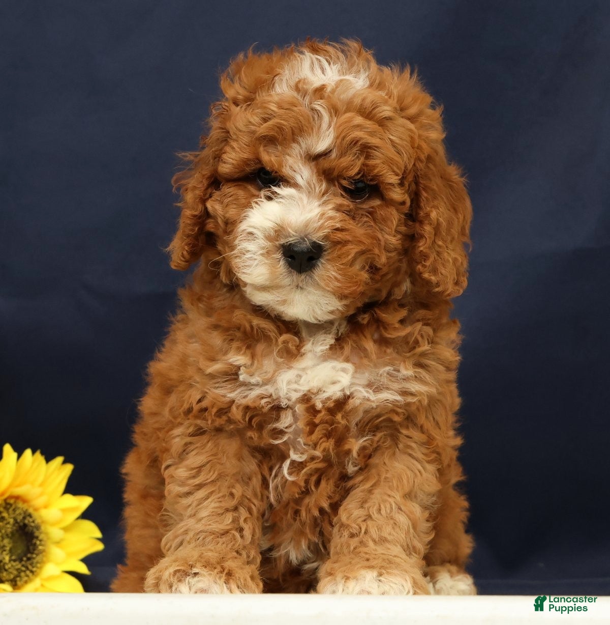 Cavapoo dogs Captain - Ad 1