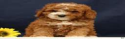 Cavapoo dogs for sale: Captain - Ad 1