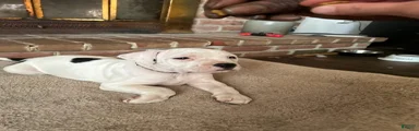 American Pit Bull Terrier 5