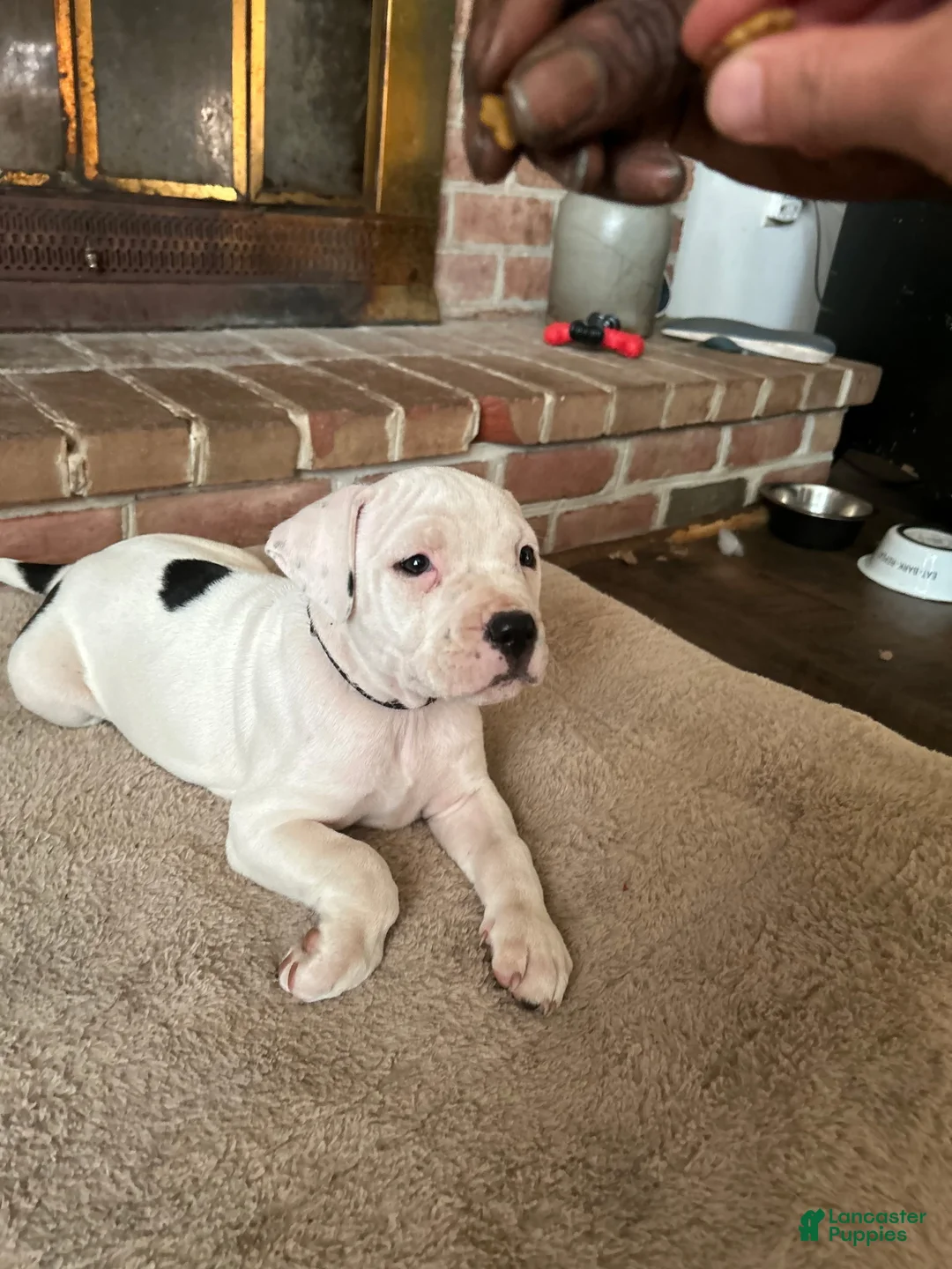 American Pit Bull Terrier dogs for sale: American Pit Bull Terrier 5 - Ad 1
