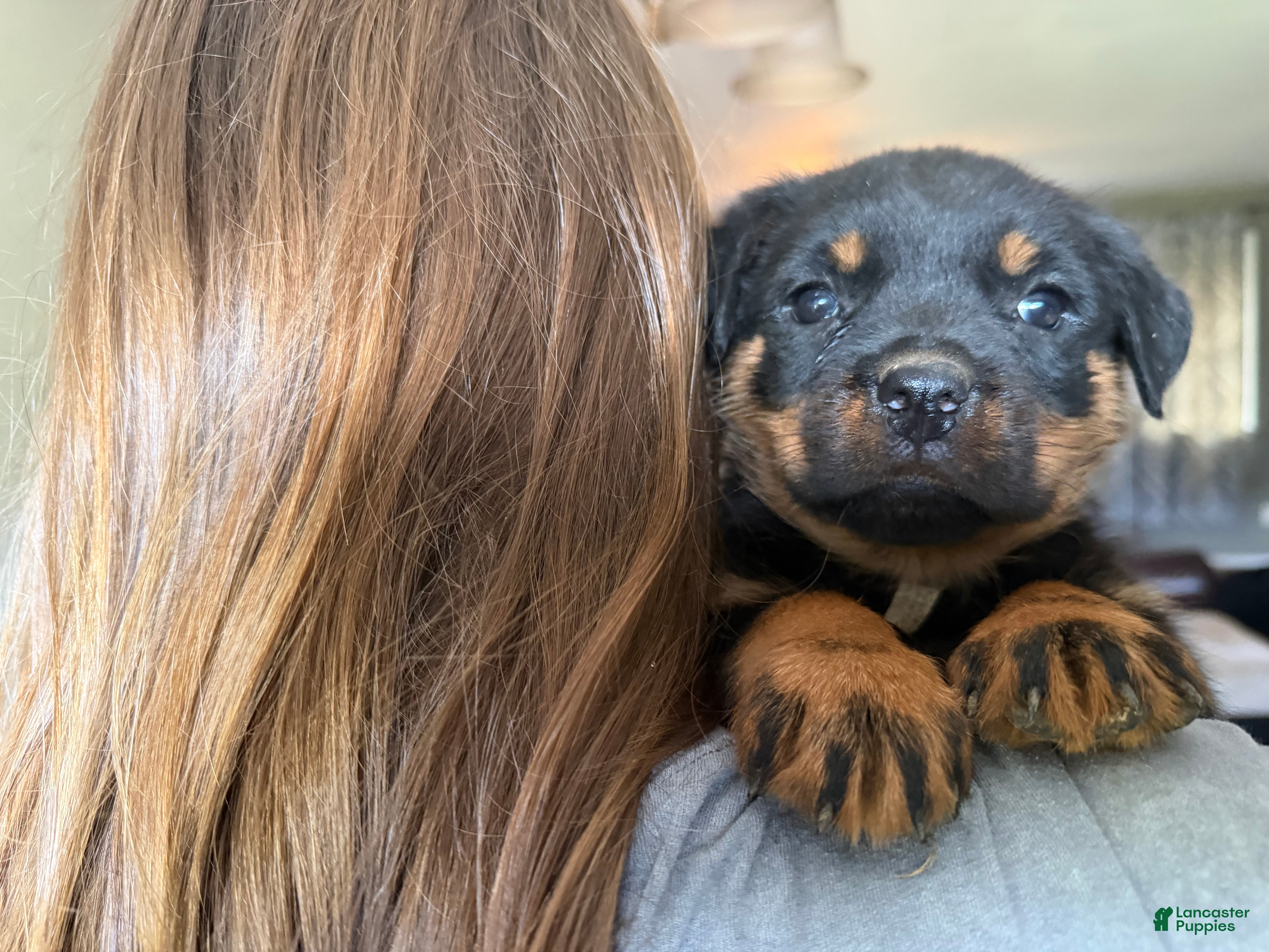 Rottweiler dogs Rottweiler Puppy 8 - Ad 1