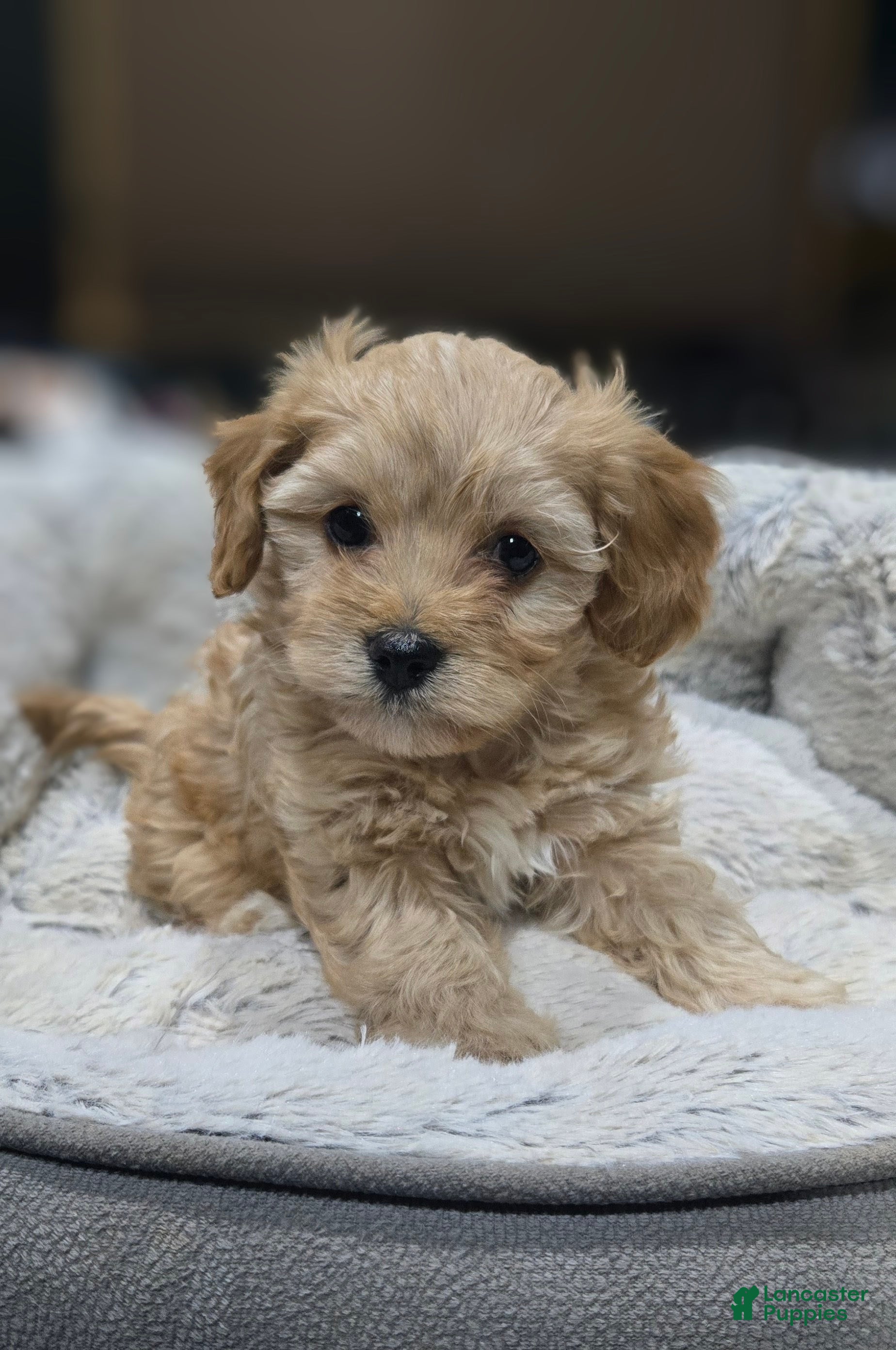 Cavapoo dogs for sale: Hawk - Ad 1
